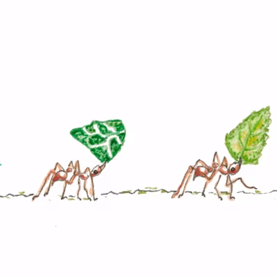Leafcutter ants