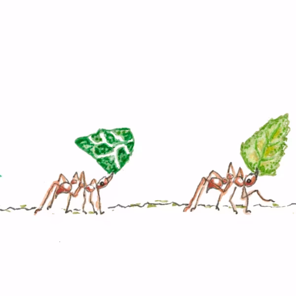 Leafcutter ants
