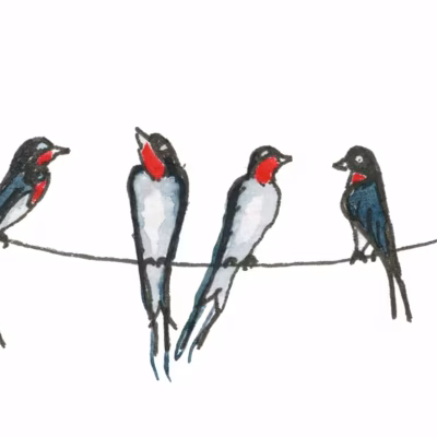 Swallows