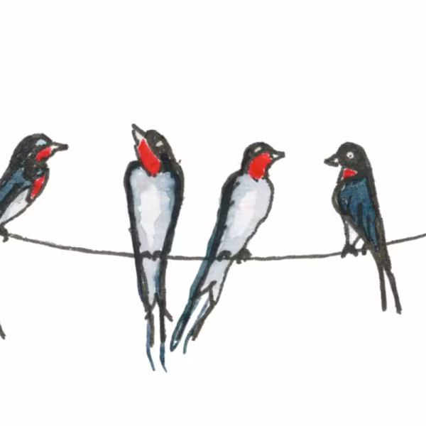 Swallows