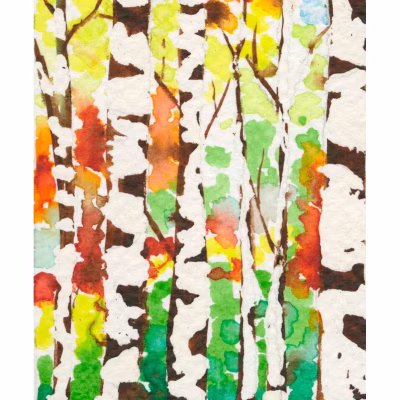 TG0039 Silver Birch Study