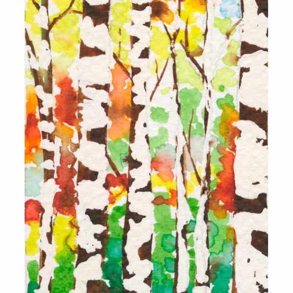 Silver Birch Study